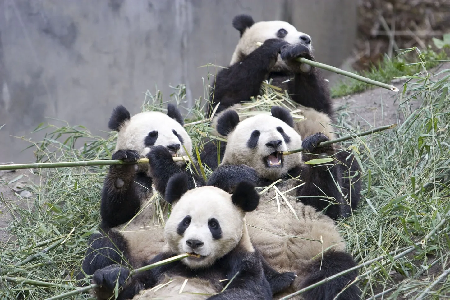 eating pandas